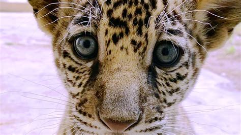 This baby Jaguar was just born at the zoo. He needs a name. | Jacksonville Today