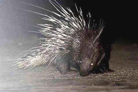 PANITIA BIOLOGI SMKASR: Porcupine....(don't be confused with porcupine fish!)