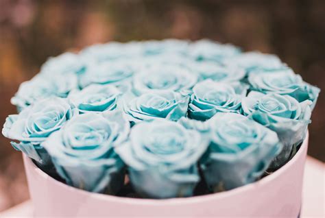 Blue Rose Bouquet Collections · Free Stock Photo