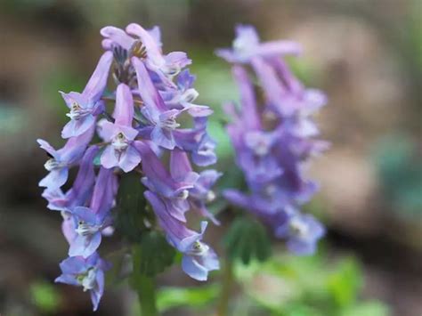 Tips on Growing Corydalis Plants - Garden Lovers Club