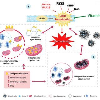 Iron/lipofuscin accumulation and lipid peroxidation: a feedback loop ...