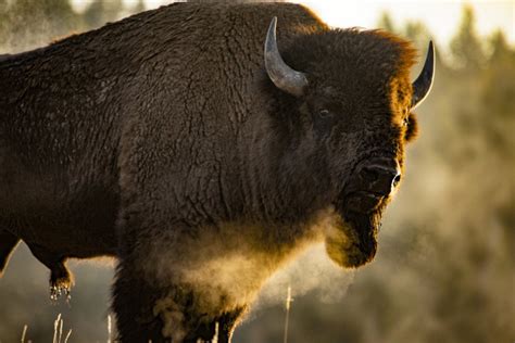 Hundreds of Yellowstone Bison Are About To Be Slaughtered