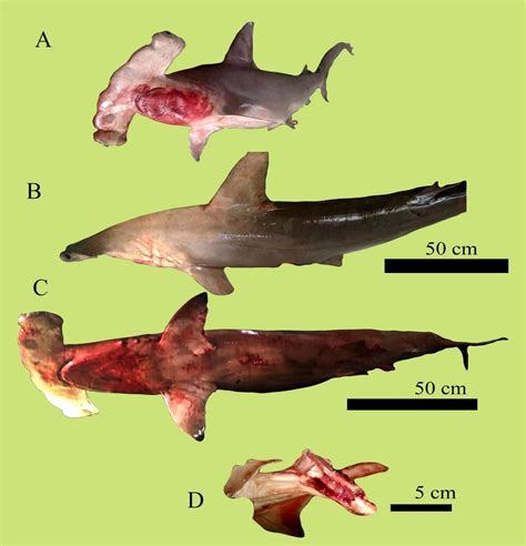 View of the specimen analyzed (A, B and C), clasper in extension and... | Download Scientific ...