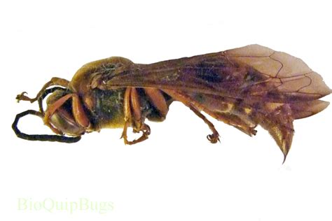 Sphecius convallis - BioQuipBugs