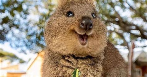 Quokkas Are The 'World's Happiest Animal' And These Pics Prove It ...