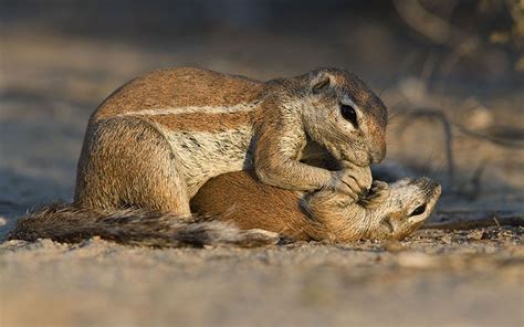 Day in the life of Cape ground squirrels, in pictures