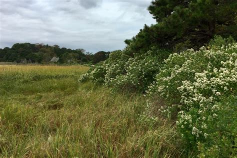 Eastern baccharis (Baccharis halimifolia) – Seashore to Forest Floor