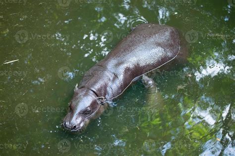 pygmy hippo and baby 8743610 Stock Photo at Vecteezy