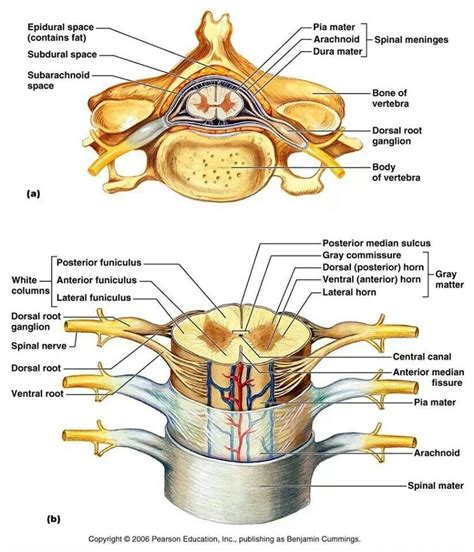 Nerve Labelled Diagram