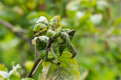 Top Reasons For Curled Leaves On Apple Trees, According To A Qualified ...