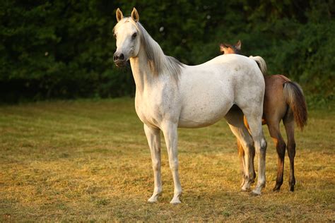 AlAssil Arabians – Straight Egyptian Arabian Horses