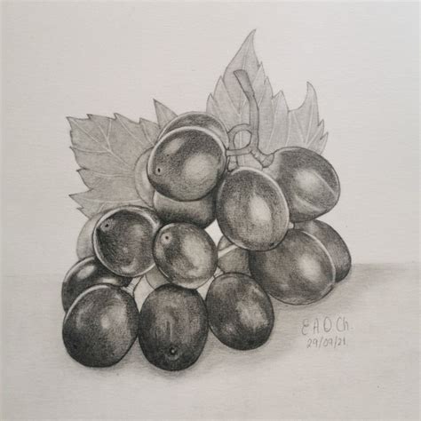 Racimo de Uvas / Lápiz grafito