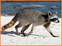 Island Wildlife: Pygmy Raccoons - This is Cozumel