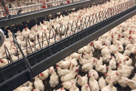 Russia introduces major state aid for breeding farms - Poultry World