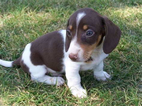 79 best Piebald Dachshund Puppies images on Pinterest | Dachshunds ...