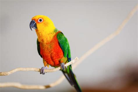 Sun Conure Colors: Rarest to Most Common - A-Z Animals