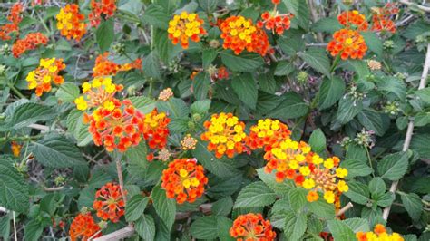 Lantana plant care and propagation. - YouTube