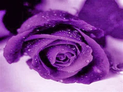 Purple Rose Wallpapers - keywords HERE