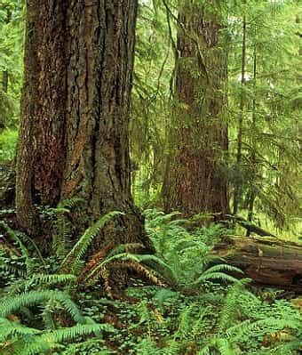 TEMPERATE RAINFOREST PLANT FACTS