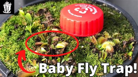 How Are Our Baby Venus Flytraps Doing? - YouTube