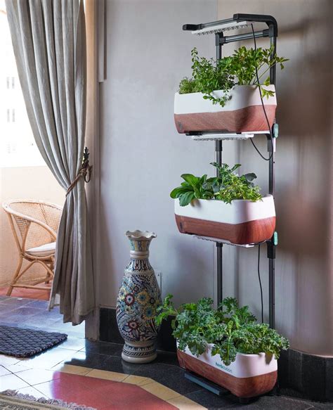 How to Grow an Indoor Herb Garden » Everblossom