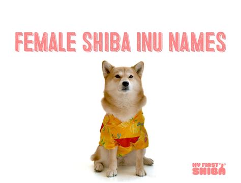 Female Dog Names For Shiba Inus - My First Shiba Inu