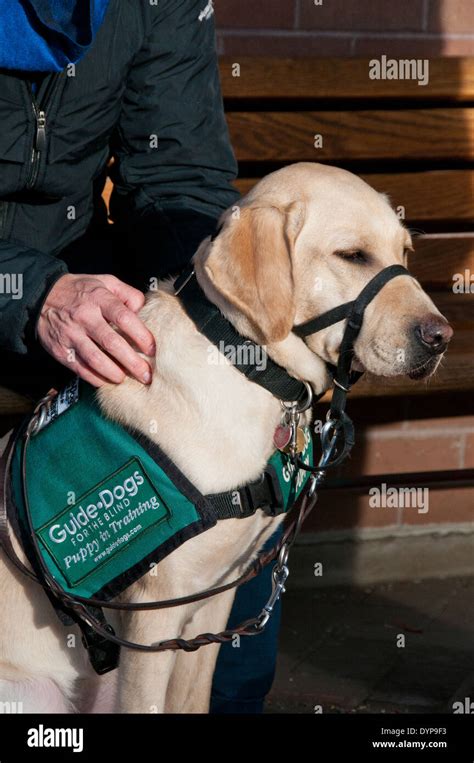 Yellow lab guide dog puppy in training hi-res stock photography and images - Alamy