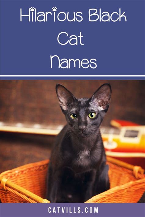 Cute and Clever Black Cat Names