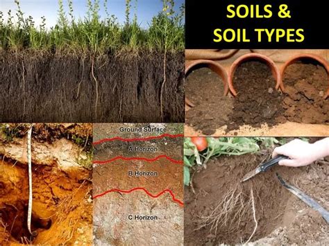 PPT - SOILS & SOIL TYPES PowerPoint Presentation, free download - ID:3032429