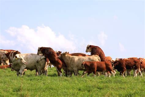 Mating cow and bull stock image. Image of herferd, farmland - 10358153