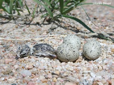 Piping Plover - Nest, Eggs, Chicks | Tern and Plover Conservation Partnership | Nebraska