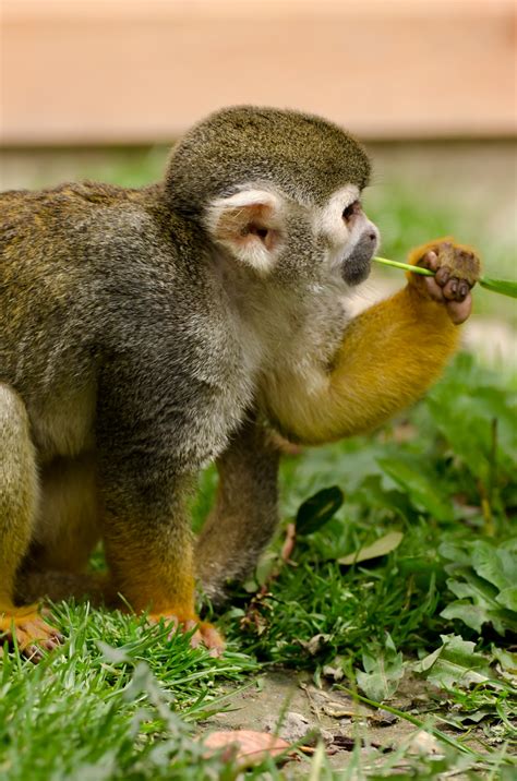 Squirrel Monkey Free Stock Photo - Public Domain Pictures