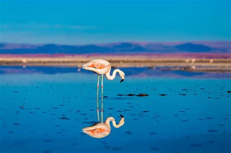 Atacama Desert With Wild Flamingos Chile Stock Photo - Download Image ...