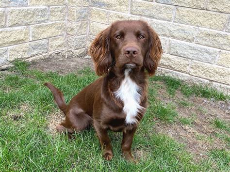 7 Popular Spaniel Mixes: Which Should You Get? – Sprocker Lovers