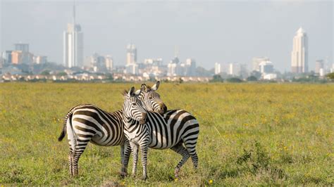 NAIROBI NATIONAL PARK – Distant Dreams Safaris