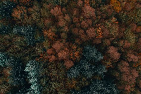 wallpaper autumn, trees, aerial view, forest, autumn colors, vegetation ...