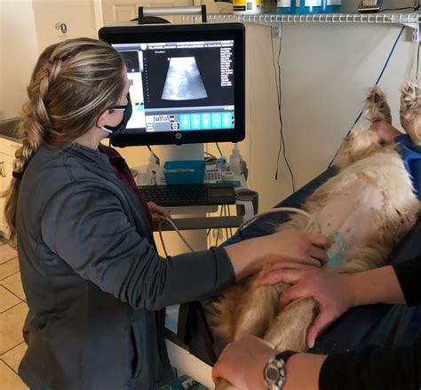 4 Reasons Why Your Pet May Need an Ultrasound - Vet in Amsterdam | Country Valley Veterinary Clinic