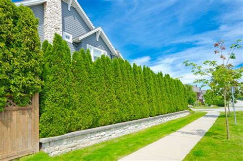 Creating a Natural Privacy Fence with Trees and Bushes | Prince William ...