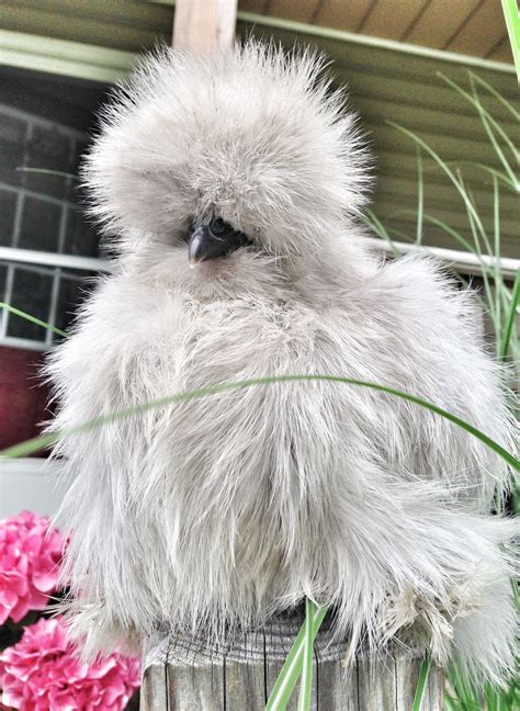 Have a few chickens...I like the Lavender Silkie Hen | Silkie chickens, Beautiful chickens ...