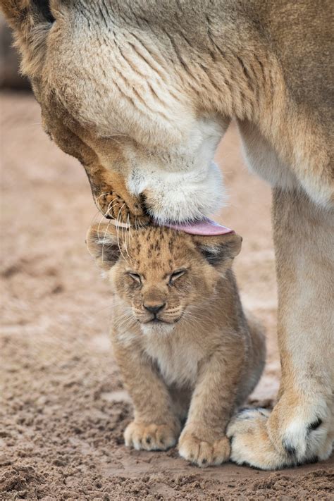 Seven African lion cubs born at West Midland Safari Park | Express & Star