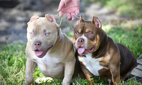 37 Tiny American Bully Standard Tricolor Picture HD - Bleumoonproductions