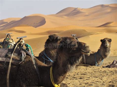 Camels Resting in the Sun at Sahara Desert`s Entrance Stock Image - Image of desertic, clear ...