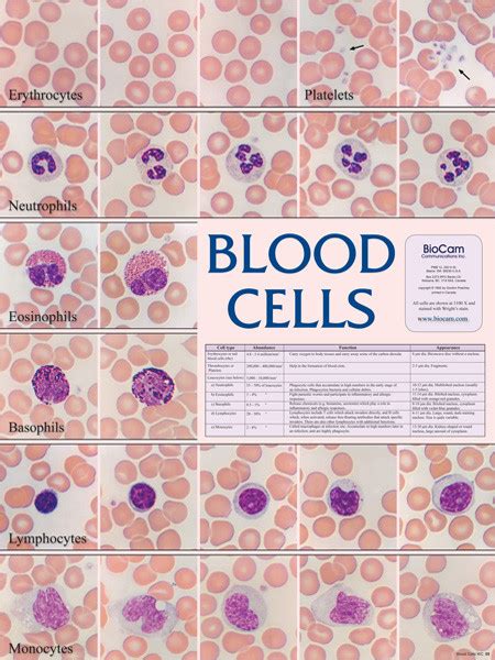 Wall Chart - Blood Cells - Biologyproducts.com