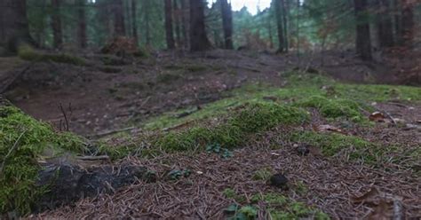 Trees, rocks, moss, dirt and trail in Padure in autumn - Romania, Nature Stock Footage ft. trees ...