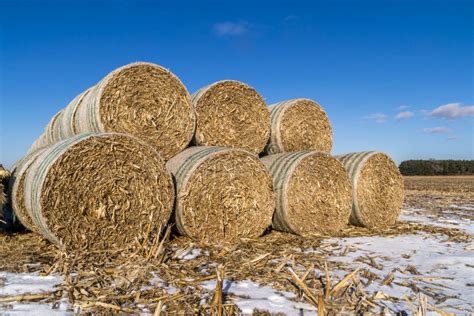 Cornstock bales. stock photo. Image of light, corn, midwest - 49807770