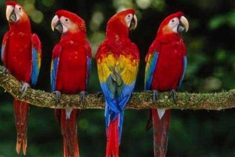 Cuban Macaw. Among the attributes of the Red Macaw… | by Ana Davis | Medium