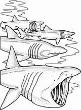33 Free Shark Coloring Pages Printable sketch template