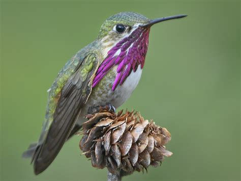 Calliope Hummingbird Species - Hummingbirds Plus