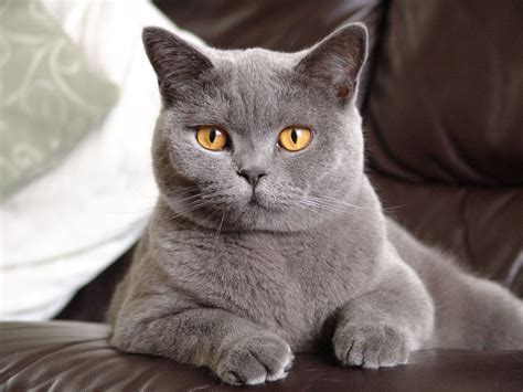 British Shorthair | Cat british shorthair, British shorthair cats, Cute ...