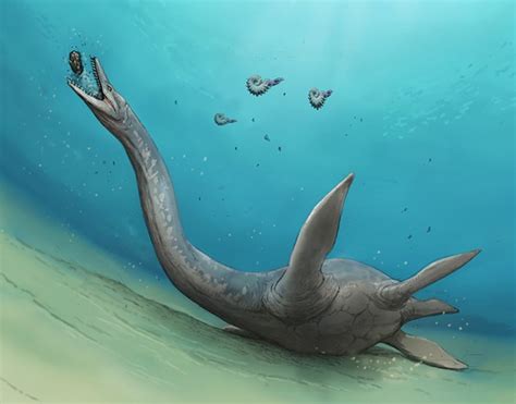 Plesiosaur fossil suggests it regurgitated inedible parts | The Asahi ...